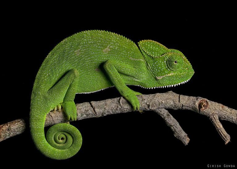 Chameleon